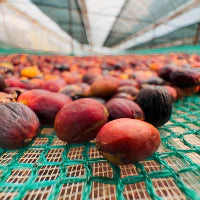 Café natural vs lavado: por qué dos cafés del mismo origen pueden saber radicalmente diferente